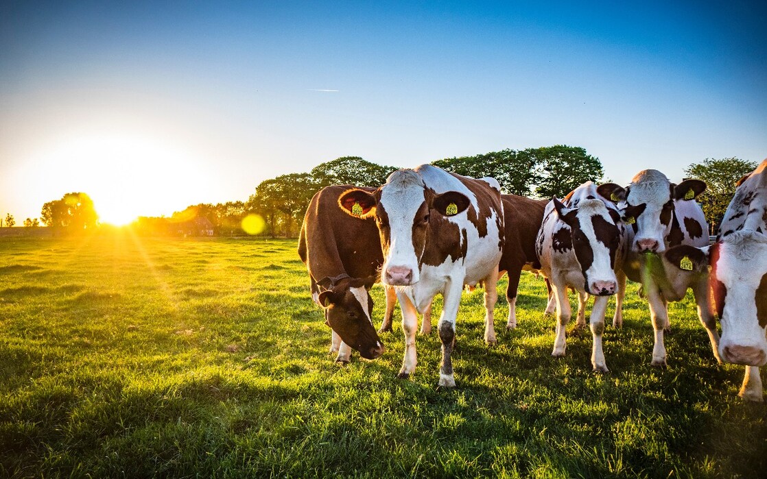 Kühe im Sonnenaufgang auf der Weide