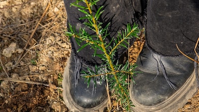 Nahaufnahme von zwei Beinen in schwarzen Hosen und Schuhen auf erdigem Boden, zwischen denen ein kleiner grüner Nadelbaum-Setzling wächst 