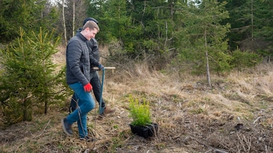 in Mitten eines bewaldeten Gebiets steht ein schwarzes Pflanztablett mit kleinen grünen Setzlingen. Im Hintergrund sind Nadelbäume und trockenes Gras zu sehen.