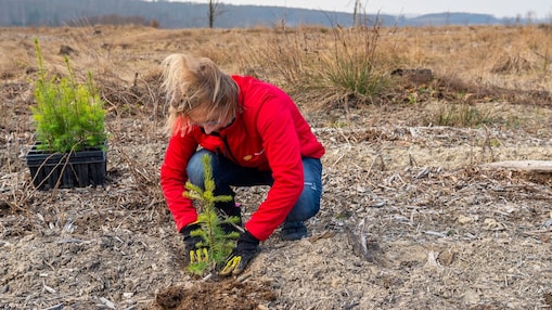 Eine Frau in rotem Pullover und blauen Jeans pflanzt einen kleinen Baumsetzling auf einer offenen, kargen Fläche. Daneben steht ein schwarzer Behälter mit weiteren Setzlingen. Im Hintergrund sind eine kahle Landschaft und vereinzelte Bäume zu sehen. 
