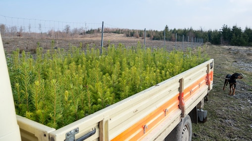 Ein Anhänger voller junger Nadelbäume steht auf einem Feldweg neben einem eingezäunten Bereich. Im Hintergrund sind Bäume und ein bewölkter Himmel zu sehen. Rechts im Bild steht ein Hund auf dem Weg.“