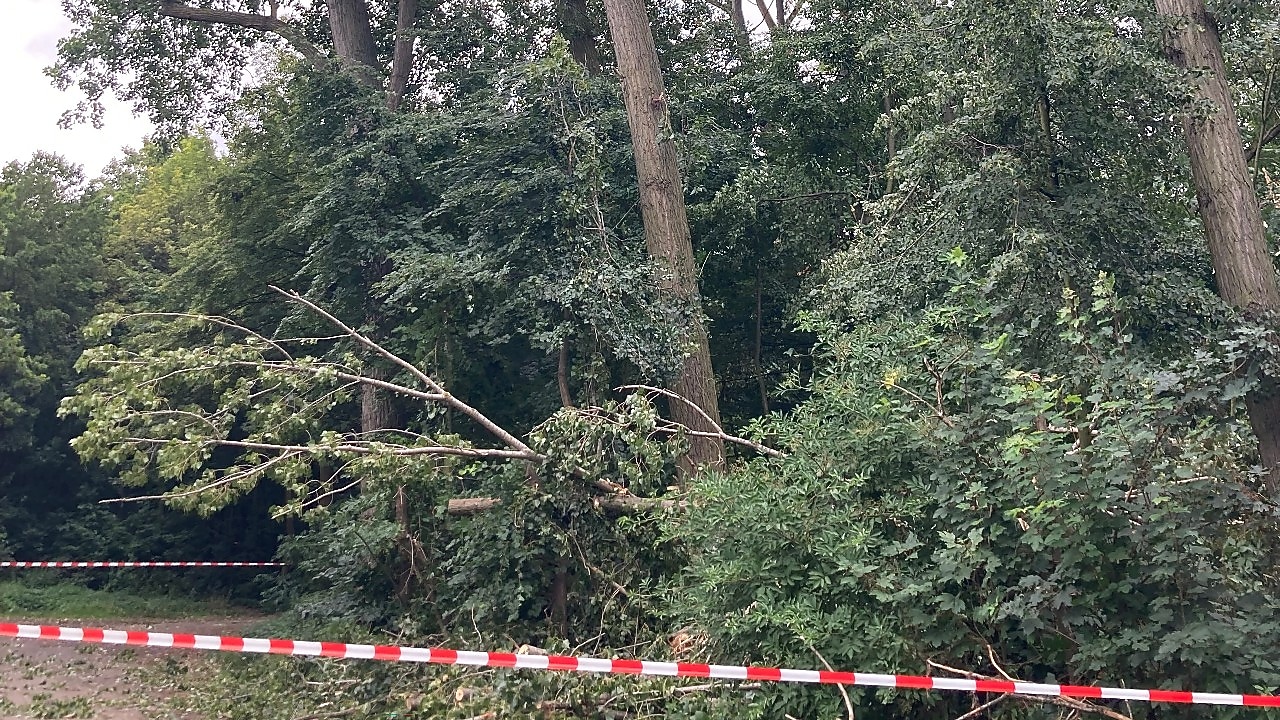 Zahlreiche Pappeln im Waldgebiet rechts und links des Leinpfads auf Höhe des Shell Energy and Chemicals Park Rheinland in Wesseling sind überaltert oder von Pilzen befallen, sodass die Standfestigkeit nicht mehr gegeben ist und die Bäume aus Sicherheitsgründen gefällt werden müssen. 