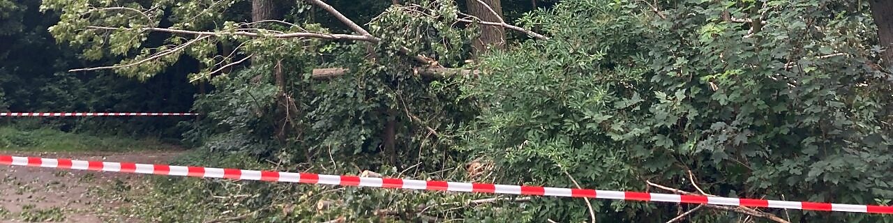 Zahlreiche Pappeln im Waldgebiet rechts und links des Leinpfads auf Höhe des Shell Energy and Chemicals Park Rheinland in Wesseling sind überaltert oder von Pilzen befallen, sodass die Standfestigkeit nicht mehr gegeben ist und die Bäume aus Sicherheitsgründen gefällt werden müssen.