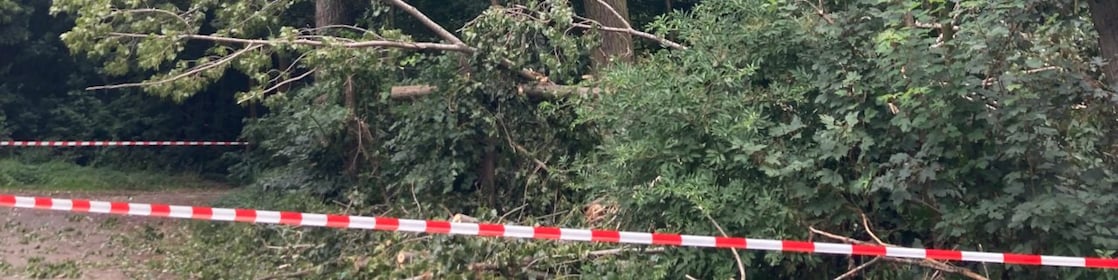 Zahlreiche Pappeln im Waldgebiet rechts und links des Leinpfads auf Höhe des Shell Energy and Chemicals Park Rheinland in Wesseling sind überaltert oder von Pilzen befallen, sodass die Standfestigkeit nicht mehr gegeben ist und die Bäume aus Sicherheitsgründen gefällt werden müssen. 