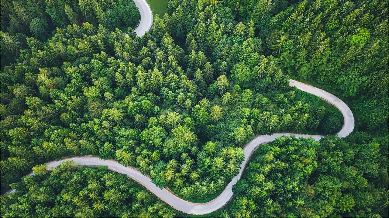 Ziel Netto-Null-Unternehmen. Grüner Wald mit Straße.