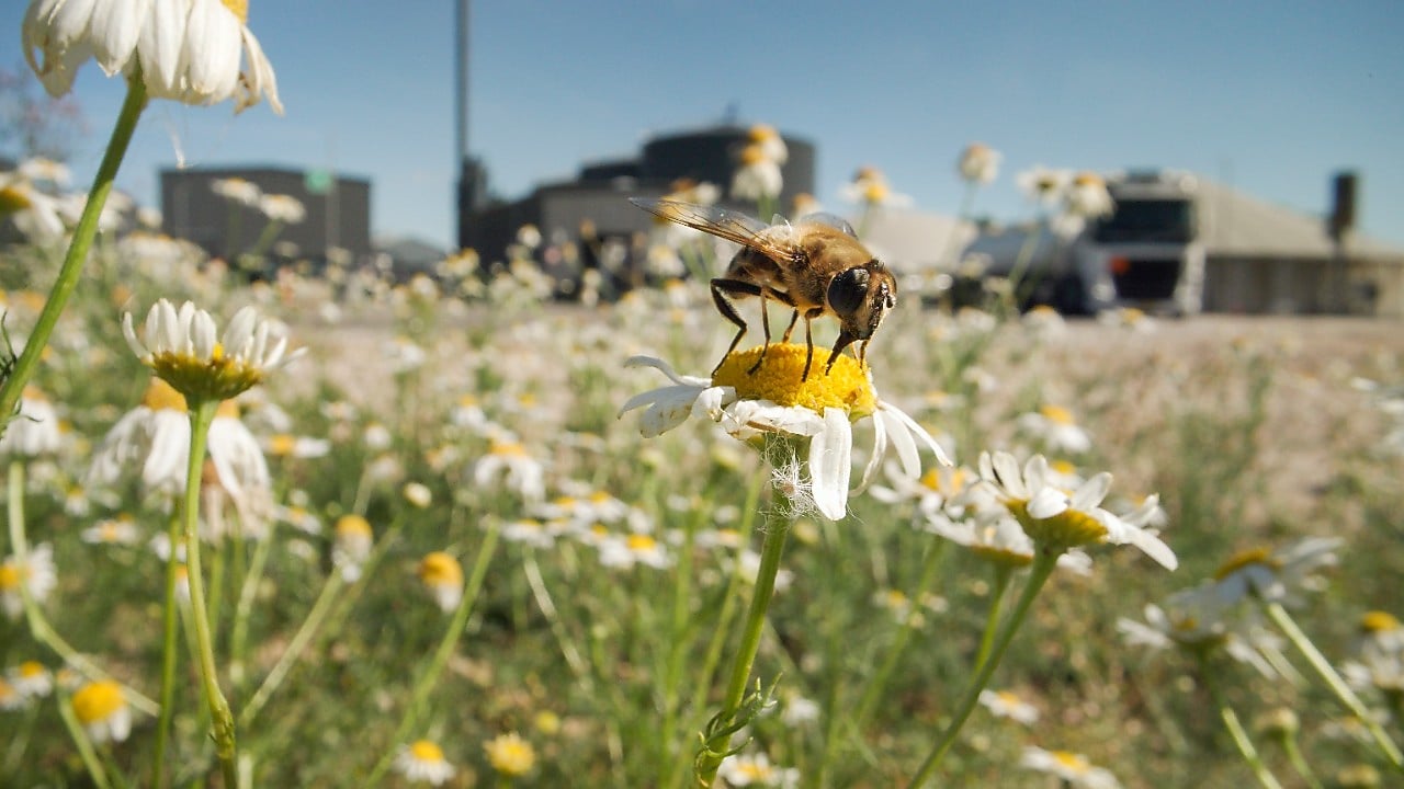 Biene auf einer Blüte vor einer Shell Biogasanlage – Symbol für Biodiversität und nachhaltige Energie.