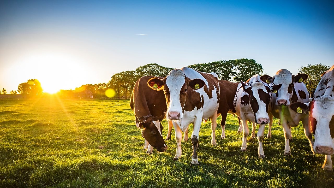 Kühe auf einer grünen Wiese – Symbol für die Verbindung von Landwirtschaft und Biogasproduktion