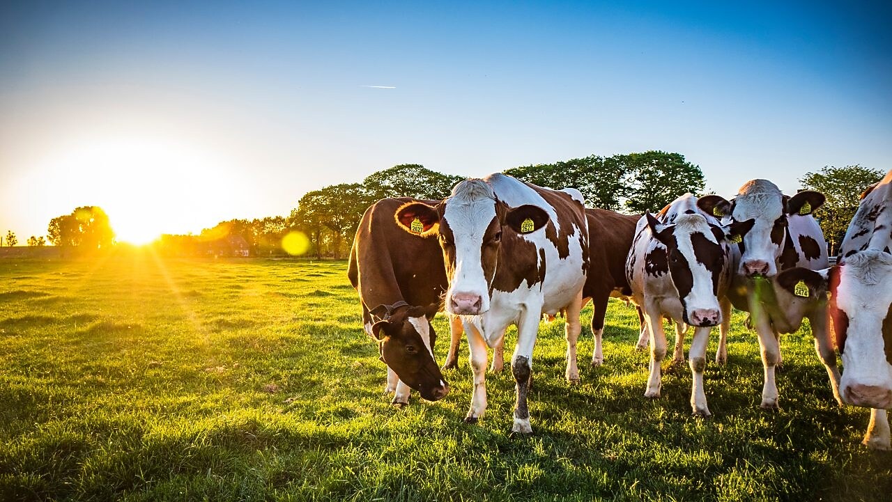 Kühe auf einer grünen Wiese – Symbol für die Verbindung von Landwirtschaft und Biogasproduktion