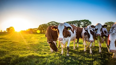 Kühe auf einer grünen Wiese – Symbol für die Verbindung von Landwirtschaft und Biogasproduktion
