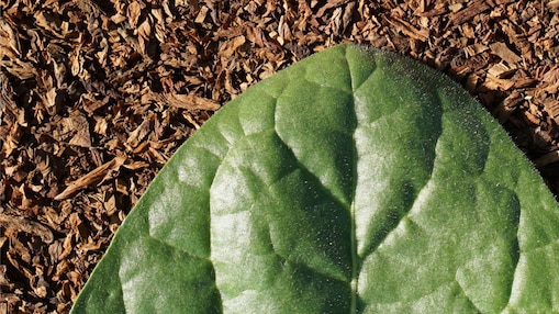 Grünes Blatt am Boden