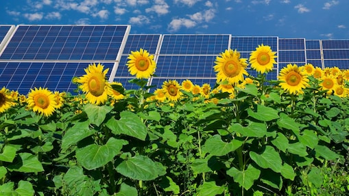 Photovoltaik Anlagen stehen in einem Feld mit Sonnenblumen
