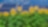 Photovoltaik Anlagen stehen in einem Feld mit Sonnenblumen