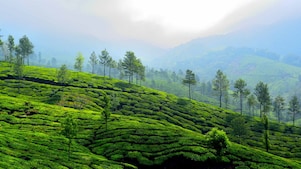„Eine grüne Teeplantage an einem Hang mit ordentlich angelegten Reihen von Teepflanzen. Hohe Bäume sind über die Plantage verteilt, im Hintergrund sind neblige Hügel mit weiteren Bäumen zu sehen.“