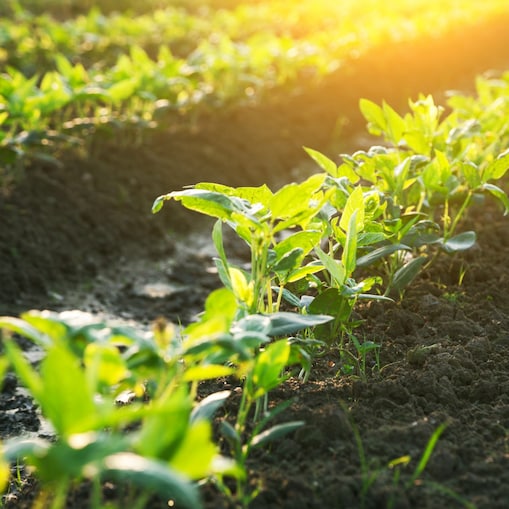 green plant field