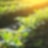 green plant field