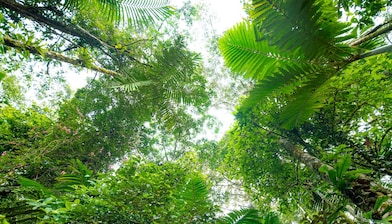 forest