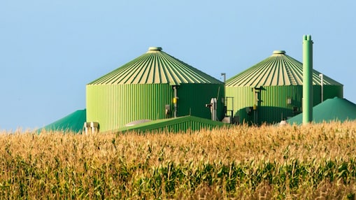 Eine Bio-Methan Anlage ragt hinter einem Maisfeld hervor