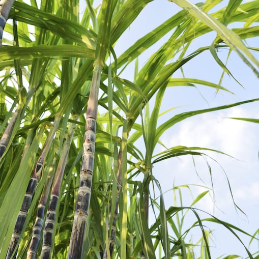 Bioanteil in E5 und E10