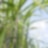 Bioanteil in E5 und E10
